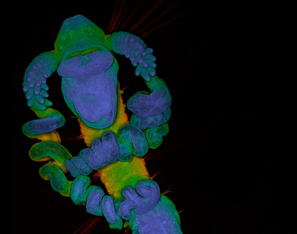 Magdelonid worm larva